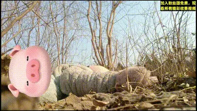 舅侄乱伦】50岁的禽兽舅舅瞒着外公哄骗侄女到户外乱伦打野，清纯少女被老男人破了处#家庭乱伦#后入#野战 动图预览