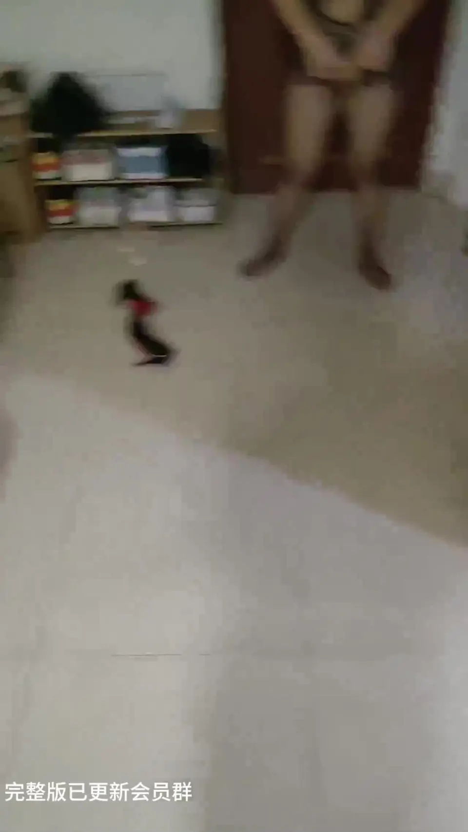 丝袜情趣全程露脸调教 翘着屁股求主人大鸡巴满足