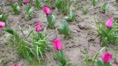 白皙美臀粉红逼自慰 xiaoe 动图预览