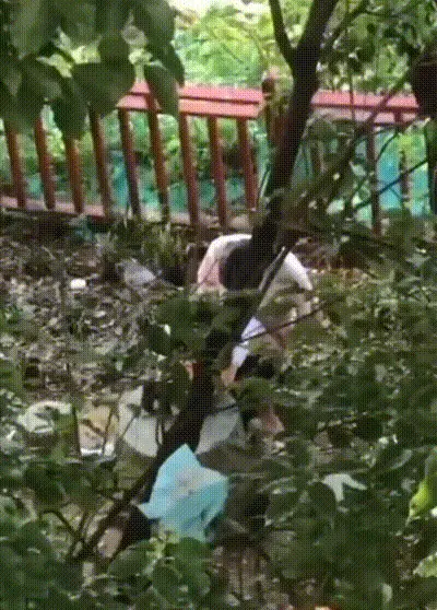 辽宁理工小树林 情侣上演经典时刻 求一双没看过的眼睛 华为Mate60高清偷拍完整版视频流出 动图预览