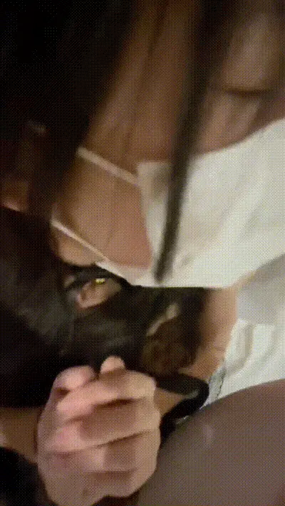 家养小猫咪 动图预览
